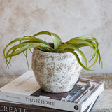 5.5 Bge/wht Mottled Planter